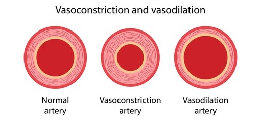This image has an empty alt attribute; its file name is vasoconstriction-vs-vasodilation.jpg