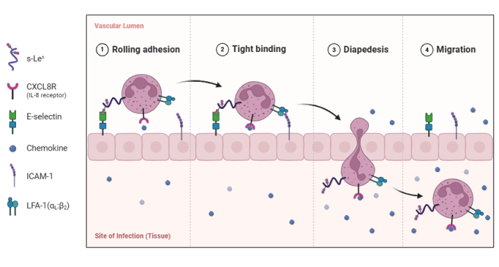 The Infectious Process – BioLogically