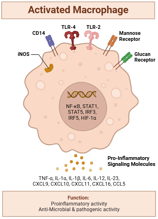 Macrophages: The Frontline Detectives of the Innate Immune System ...