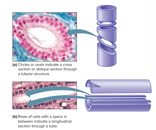 How Tiny Cells Build a Working Human (Tissues Part 1) – BioLogically