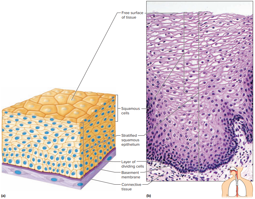 How Tiny Cells Build a Working Human (Tissues Part 1) – BioLogically
