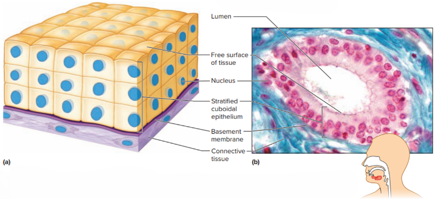 How Tiny Cells Build a Working Human (Tissues Part 1) – BioLogically