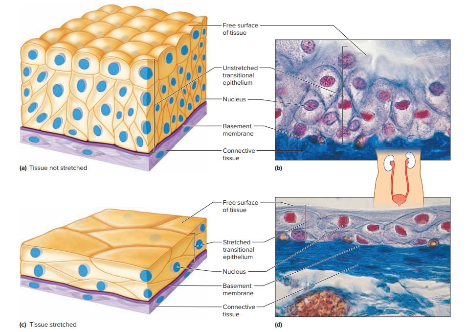 How Tiny Cells Build a Working Human (Tissues Part 1) – BioLogically