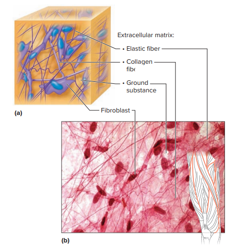 Network Tissue Connective Tissue: The Body’s Structural Network (Tissues Part 2 ...